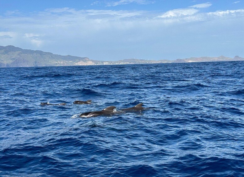 Picture 2 for Activity Funchal: RIB Whale Watching Cruise and Optional Dolphin Swim