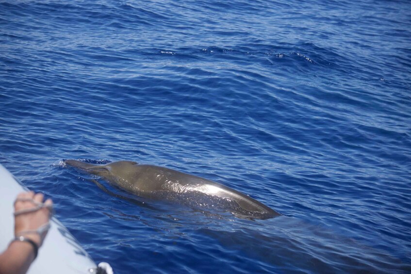 Picture 1 for Activity Funchal: RIB Whale Watching Cruise and Optional Dolphin Swim