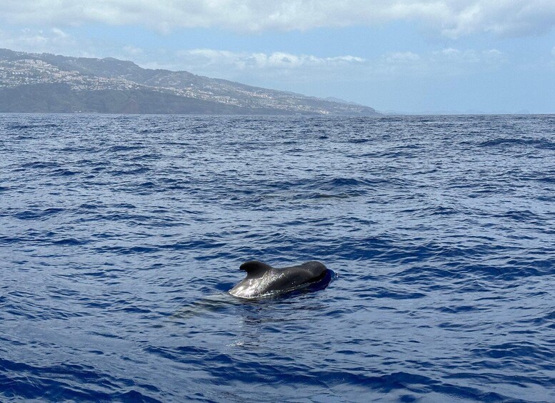 Picture 6 for Activity Funchal: RIB Whale Watching Cruise and Optional Dolphin Swim