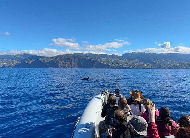 Picture 3 for Activity Funchal: RIB Whale Watching Cruise and Optional Dolphin Swim