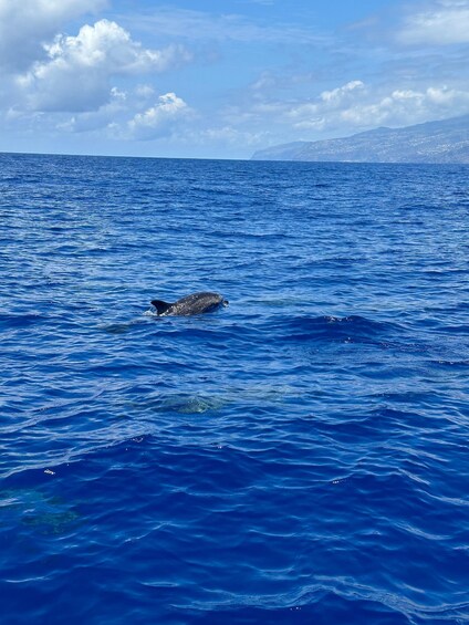 Picture 4 for Activity Funchal: Swim with Dolphins / Dolphin&Whale watching by RIB