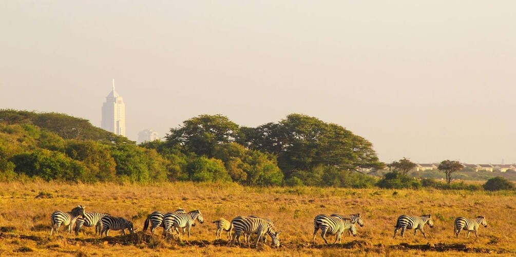 Picture 5 for Activity Nairobi 4 Hours National Park Half-Day Game Drive Safari