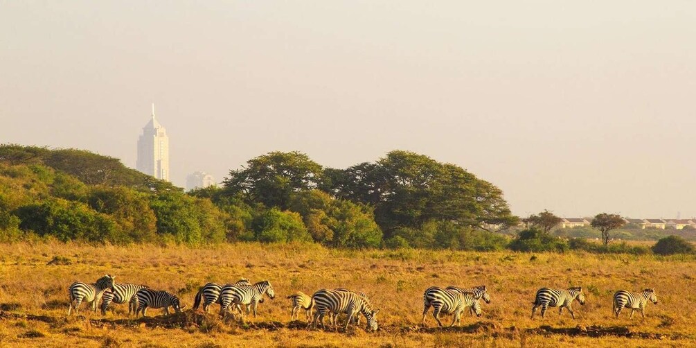 Picture 5 for Activity Nairobi 4 Hours National Park Half-Day Game Drive Safari