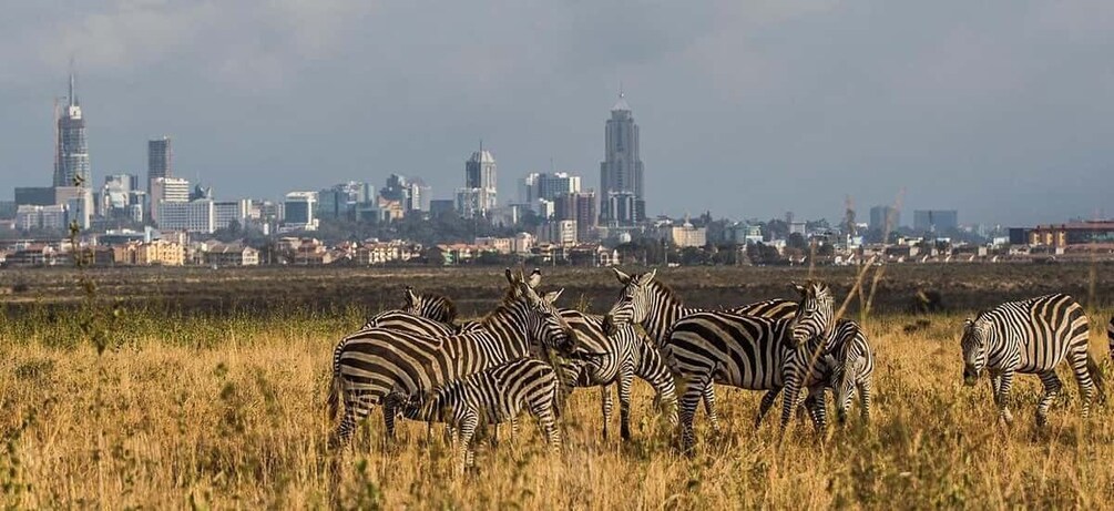 Picture 4 for Activity Nairobi 4 Hours National Park Half-Day Game Drive Safari