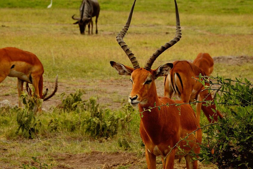 Picture 9 for Activity Nairobi 4 Hours National Park Half-Day Game Drive Safari