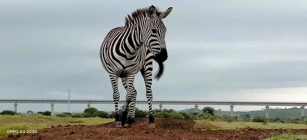 Picture 6 for Activity Nairobi 4 Hours National Park Half-Day Game Drive Safari