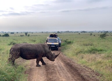 Safari d'une demi-journée dans le parc national de Nairobi (4 heures)