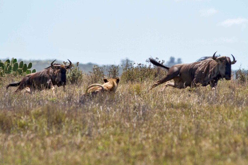 Picture 3 for Activity Nairobi 4 Hours National Park Half-Day Game Drive Safari