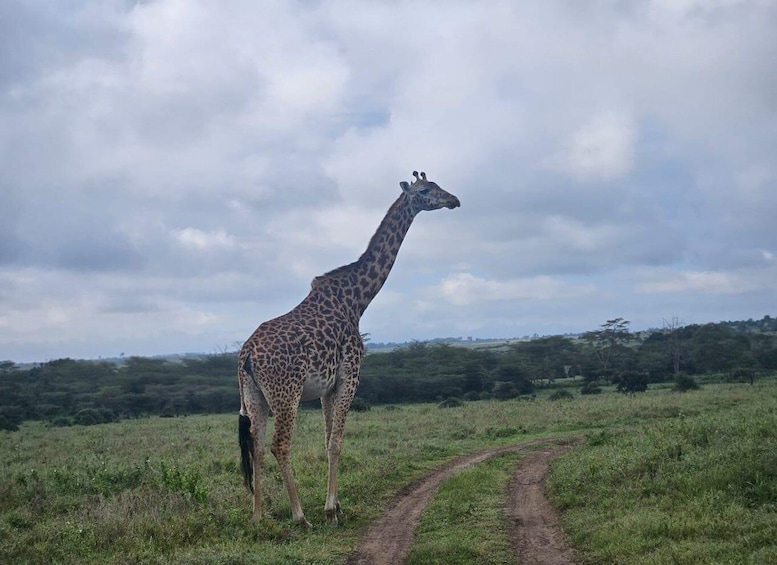 Picture 34 for Activity Nairobi 4 Hours National Park Half-Day Game Drive Safari