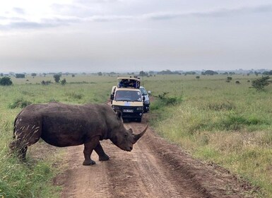 Safari d'une demi-journée dans le parc national de Nairobi (4 heures)