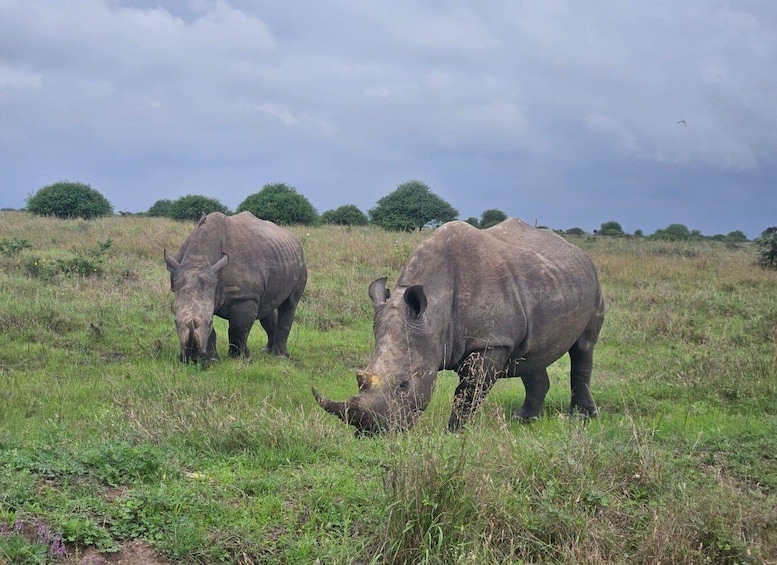 Nairobi 4 Hours National Park Half-Day Game Drive Safari