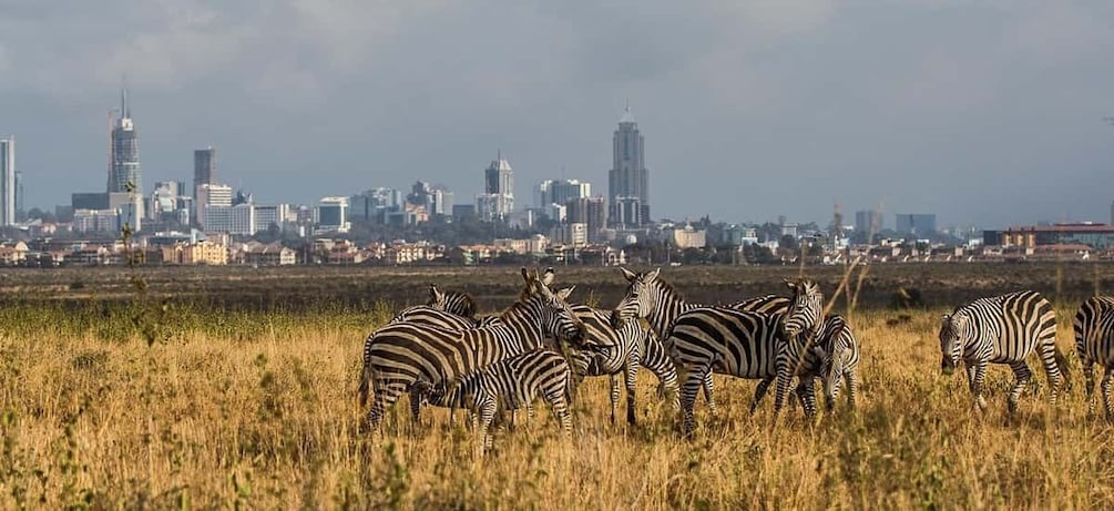 Picture 2 for Activity Nairobi 4 Hours National Park Half-Day Game Drive Safari