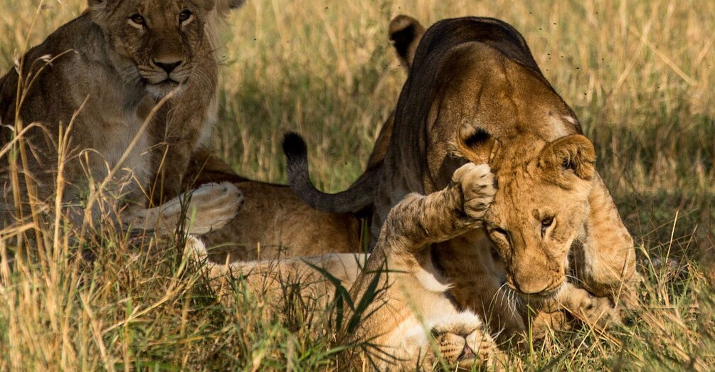 Picture 3 for Activity Nairobi 4 Hours National Park Half-Day Game Drive Safari