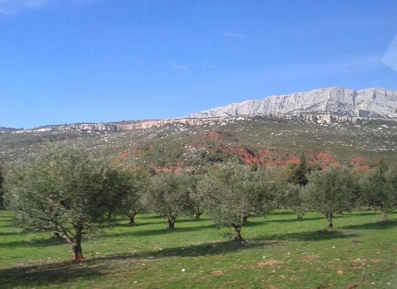 Picture 2 for Activity From Aix-en-Provence: Wine Tour in Cezanne Countryside