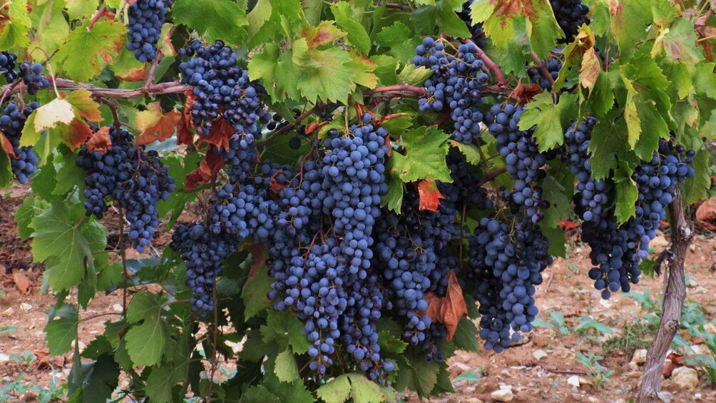 Picture 4 for Activity From Aix-en-Provence: Wine Tour in Cezanne Countryside