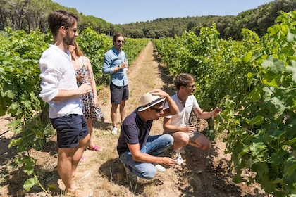 Från Aix-en-Provence: Vinresa i Cezanne-landskapet