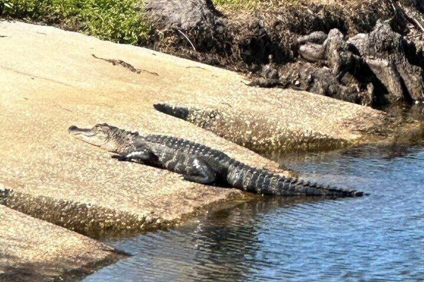 A little alligator sunning on the bank at St. Cloud Lakefront Park.