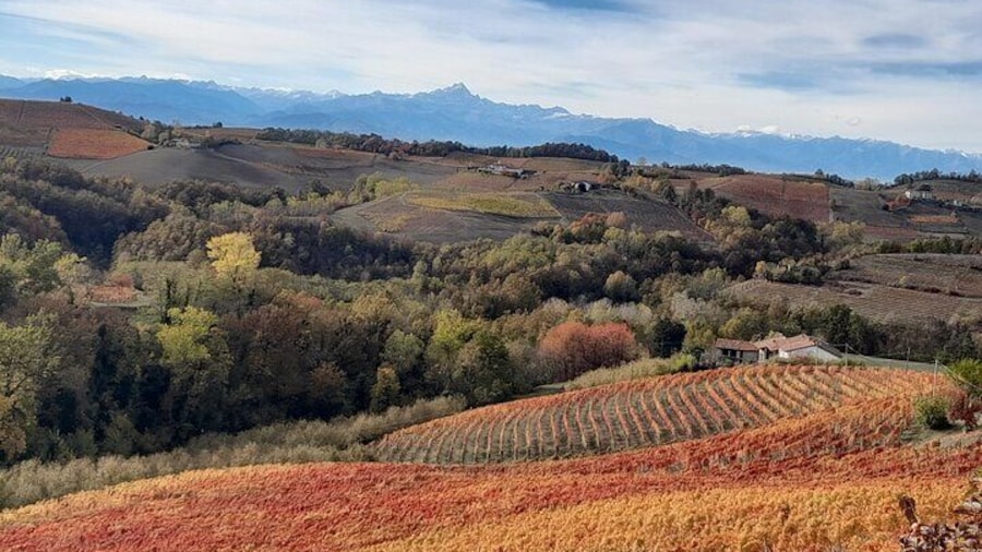 Wine and Typical Product Tasting Tour