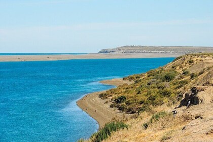 Excursion to the Valdés Peninsula from Puerto Madryn