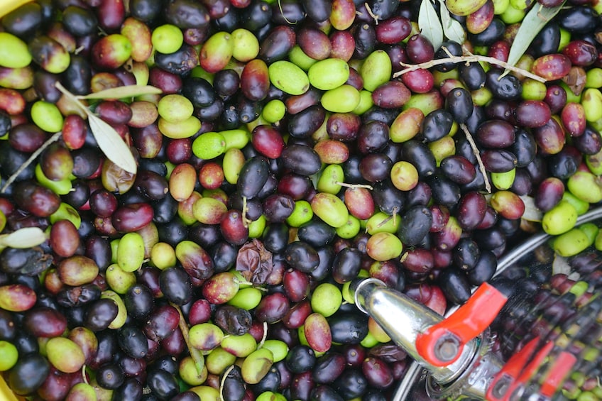 Flavors of Tuscany: Coffee & Olive Oil Small Group Tour from Florence