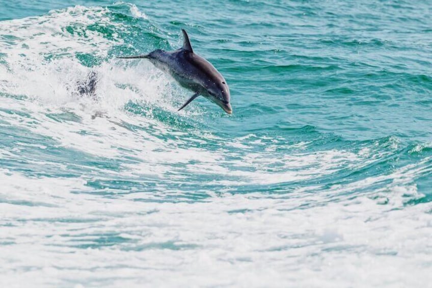 Guided Jet Ski Dolphin Tour - Destin, Florida