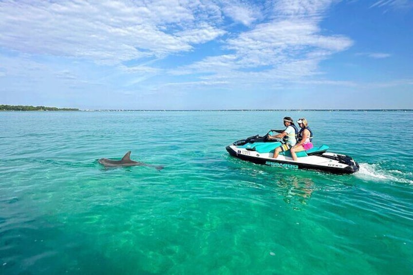 Experience breathtaking, unrestricted views of wild dolphins in Destin, Florida