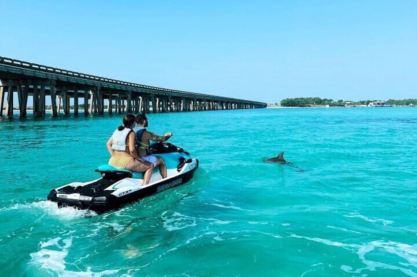 Allow our expert, Dolphin Tour Guides to lead you to the BEST locations for dolphin watching!