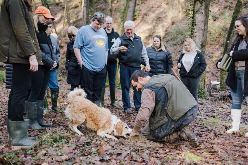 Castelfiorentino Truffle Hunting and Tasting Experience