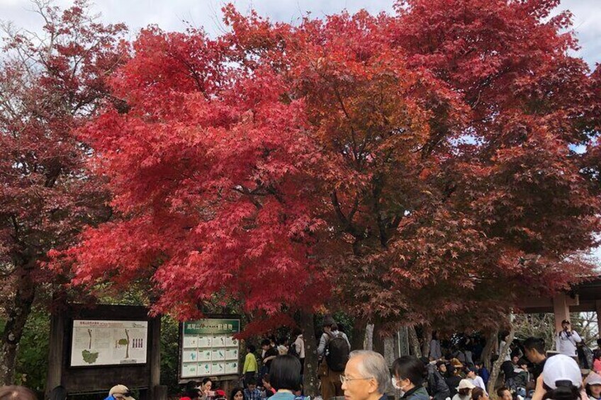 Mt. Takao Hiking Tour With Licensed Guide