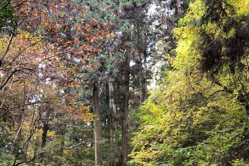 Mt. Takao Hiking Tour With Licensed Guide