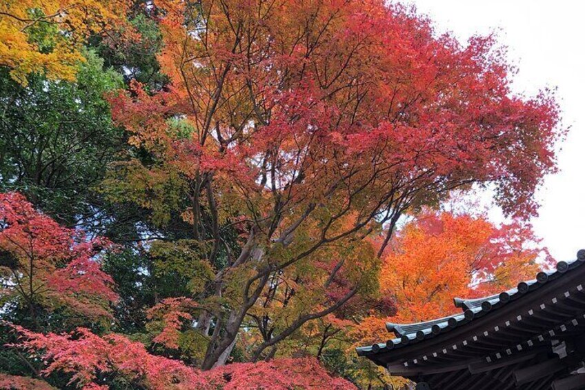 Mt. Takao Hiking Tour With Licensed Guide