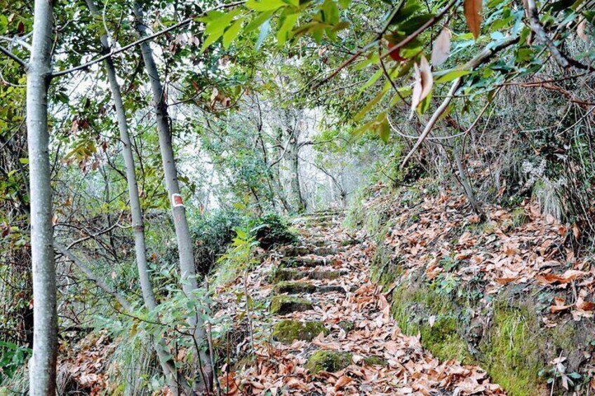 Trails in the Park of Portofino