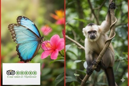 Monkey Land Plus Butterfly Garden Taino Bay and Amber cove
