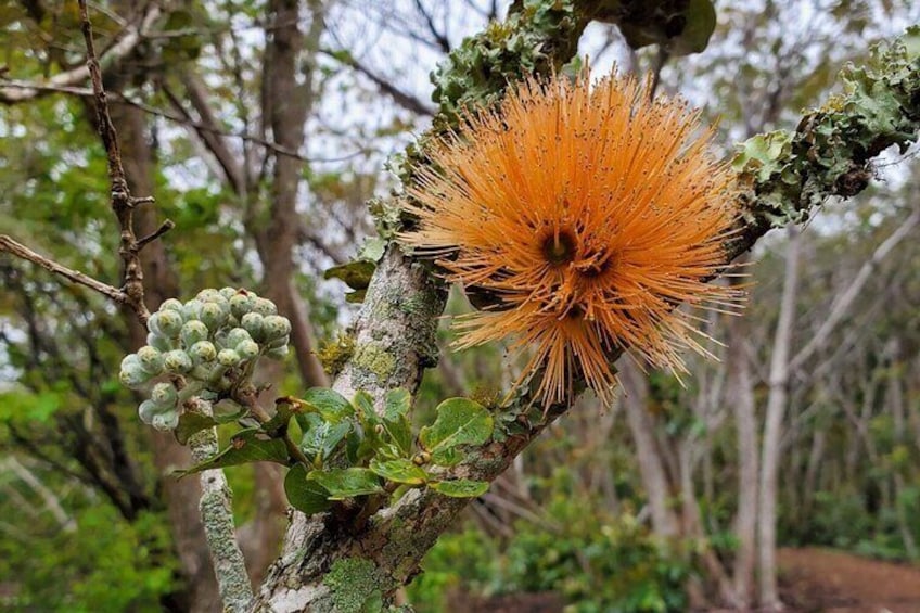 Kīlauea hike and lava gazing with Native Hawaiian