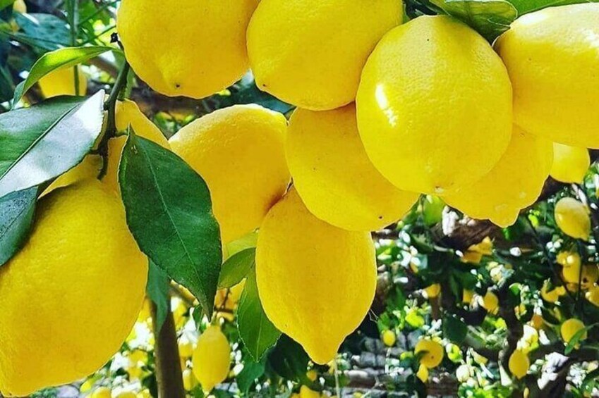 Tour in the Lemoni Fields in Amalfi