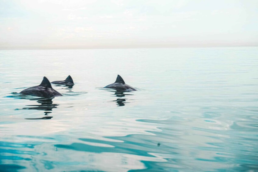 Picture 3 for Activity Cape Town: Marine Life Kayak Tour From the V&A Waterfront