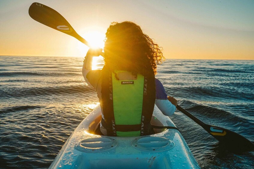 Picture 5 for Activity Cape Town: Marine Life Kayak Tour From the V&A Waterfront