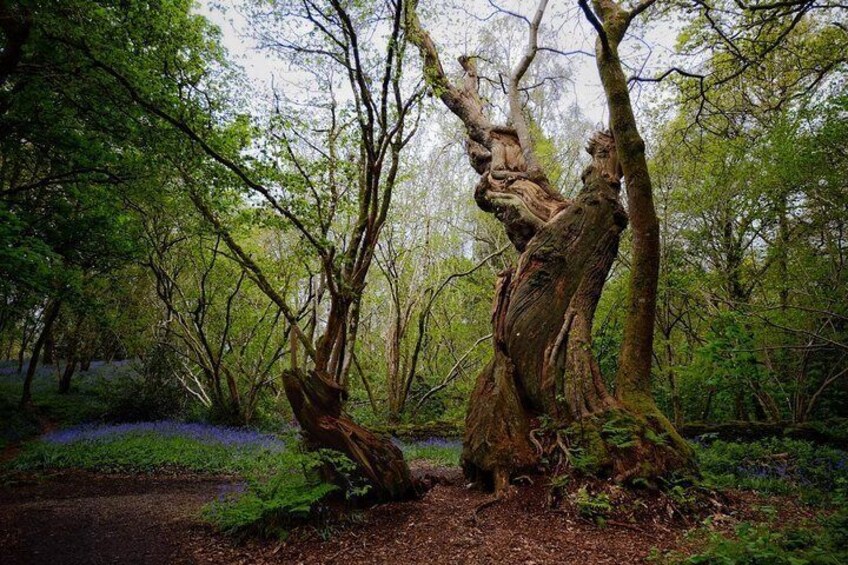 Blue Bells on Inchmahome Island