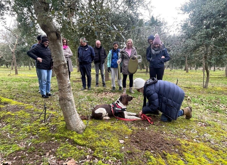 Picture 4 for Activity Truffle Hunt & Truffle Tasting