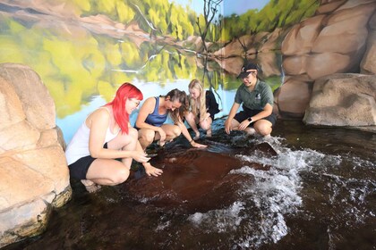 Darwin : Rencontre avec une raie pastenague et entrée à la baie de Crocosau...