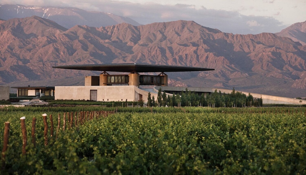 Charms of Mendoza: Private Tour 3 Wineries with Paired Lunch