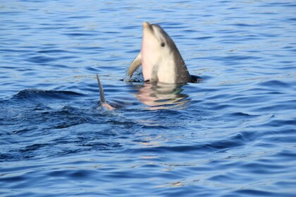 Olbia: Dolphin Watching and Snorkelling Boat Tour