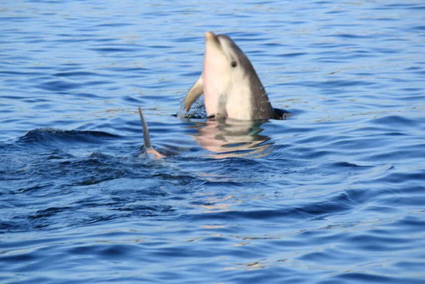 Olbia: Dolphin Watching and Snorkeling Boat Tour