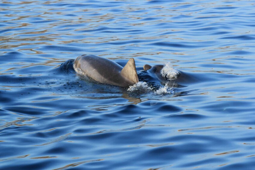 Picture 2 for Activity Olbia: Dolphin Watching and Snorkeling Boat Tour