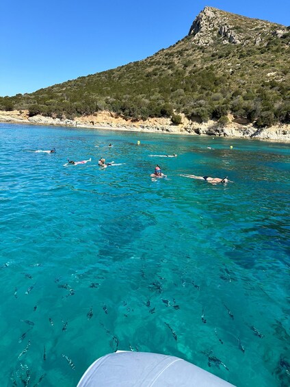 Picture 11 for Activity Olbia: Dolphin Watching and Snorkeling Boat Tour