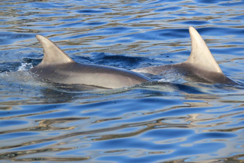Picture 3 for Activity Olbia: Dolphin Watching and Snorkeling Boat Tour
