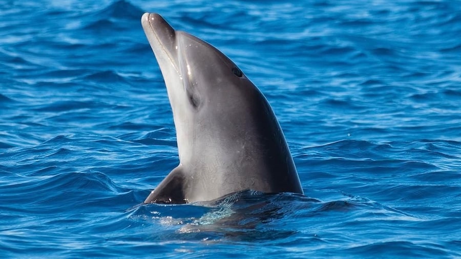 Olbia: Dolphin Watching and Snorkeling Boat Tour