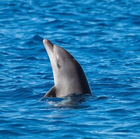 Olbia: Dolphin Watching and Snorkelling Boat Tour