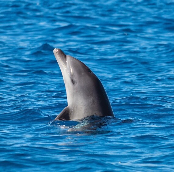 Olbia: Dolphin Watching and Snorkeling Boat Tour