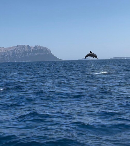 Picture 10 for Activity Olbia: Dolphin Watching and Snorkeling Boat Tour